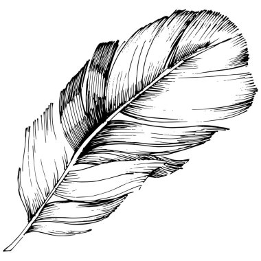 Vektör kuş tüyü izole Wing. İzole illüstrasyon öğesi. Arka plan, doku, sarıcı desen, çerçeve veya sınır vektör tüy.