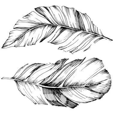 Vektör kuş tüyü izole Wing. İzole illüstrasyon öğesi. Arka plan, doku, sarıcı desen, çerçeve veya sınır vektör tüy.