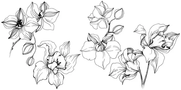 Διάνυσμα Τροπικό Orchid Λουλούδι Floral Βοτανικό Λουλούδι Απομονωμένη Εικονογράφηση Στοιχείο — Διανυσματικό Αρχείο