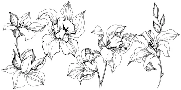 Fiori Orchidea Tropicale Vettoriale Fiore Botanico Floreale Elemento Illustrazione Isolato — Vettoriale Stock