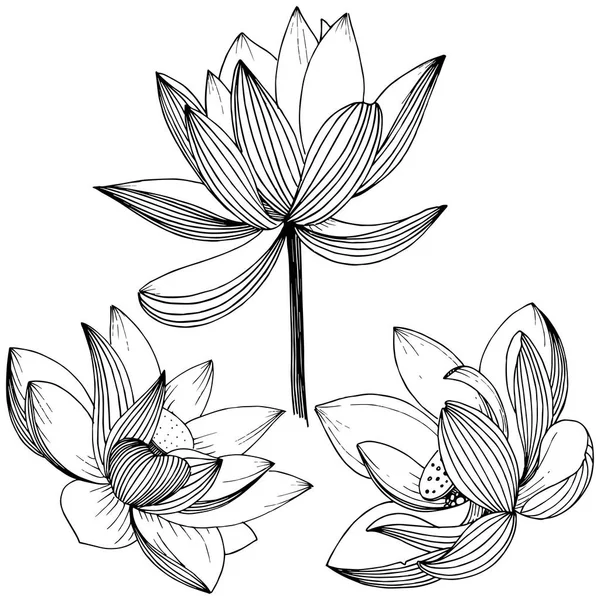 矢量莲花 花卉植物花 独立的插图元素 植物全名 包装图案 框架或边框的矢量野花 — 图库矢量图片
