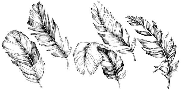 Vector Fågel Fjäder Från Wing Isolerade Isolerade Illustration Element Vector — Stock vektor