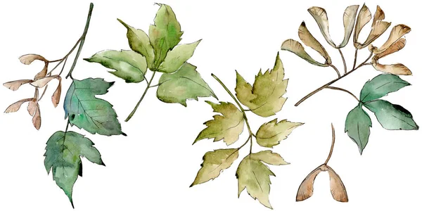 Gröna Lönnlöv Leaf Växt Botaniska Trädgård Blommig Bladverk Isolerade Illustration — Stockfoto