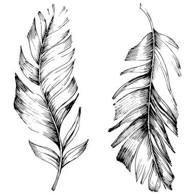 Vektör kuş tüyü izole Wing. İzole illüstrasyon öğesi. Arka plan, doku, sarıcı desen, çerçeve veya sınır vektör tüy.