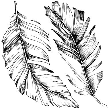 Vektör kuş tüyü izole Wing. İzole illüstrasyon öğesi. Arka plan, doku, sarıcı desen, çerçeve veya sınır vektör tüy.