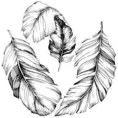 Vektör kuş tüyü izole Wing. İzole illüstrasyon öğesi. Arka plan, doku, sarıcı desen, çerçeve veya sınır vektör tüy.