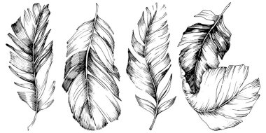 Vektör kuş tüyü izole Wing. İzole illüstrasyon öğesi. Arka plan, doku, sarıcı desen, çerçeve veya sınır vektör tüy.
