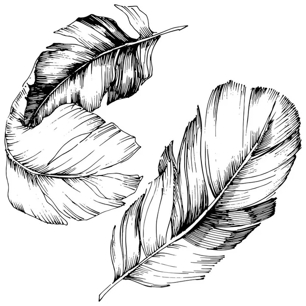 Plume Oiseau Vecteur Aile Isolée Élément Illustration Isolé Plume Vectorielle — Image vectorielle