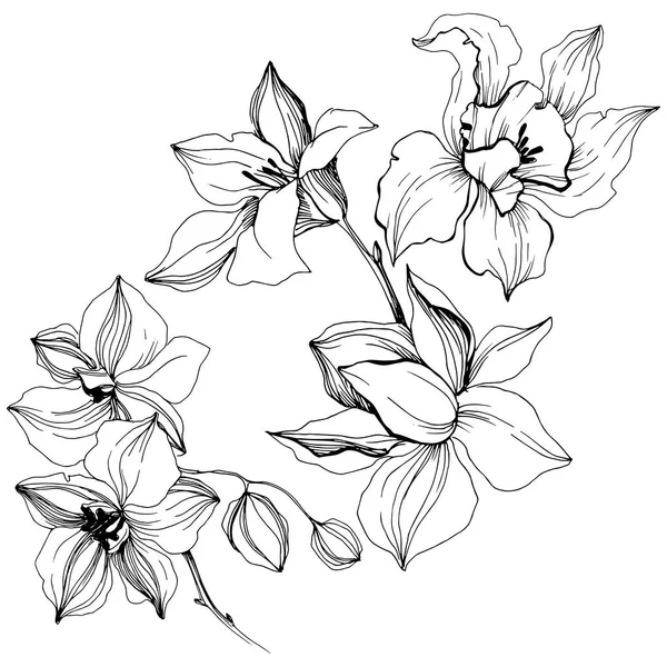 Vektor Tropisk Orkidé Blomma Blommig Botaniska Blomma Isolerade Illustration Element — Stock vektor