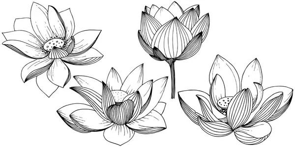 ベクトルの蓮の花 花植物の花 孤立した図の要素 植物の完全な名前 ロータス テクスチャ ラッパー パターン フレームや境界線のベクトル ワイルドフラワー — ストックベクタ