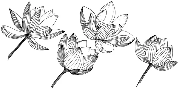 Διάνυσμα Λωτό Floral Βοτανικό Λουλούδι Απομονωμένη Εικονογράφηση Στοιχείο Πλήρης Ονομασία — Διανυσματικό Αρχείο