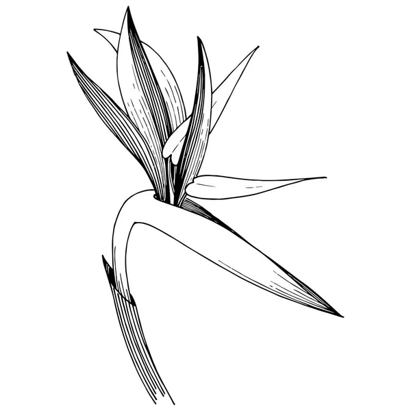 Tropisk Blomma Vektor Stil Isolerade Illustration Element Vektor Blomma För — Stock vektor