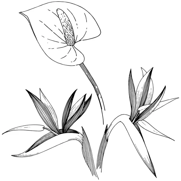 Τροπικό Λουλούδι Ένα Στυλ Διάνυσμα Απομονωμένη Εικονογράφηση Στοιχείο Διάνυσμα Λουλούδι — Διανυσματικό Αρχείο