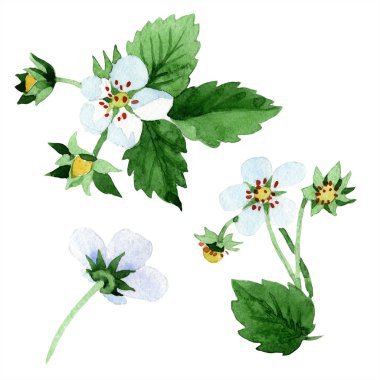 İzole bir suluboya tarzında beyaz çilek meyve. Aquarelle meyve arka plan, doku, sarıcı desen veya menü.