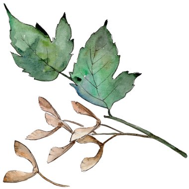 Yeşil akçaağaç yaprakları. Yaprak bitki botanik bahçe çiçek yaprakları. İzole illüstrasyon öğesi. Aquarelle yaprak için arka plan, doku, sarıcı desen, çerçeve veya kenarlık.