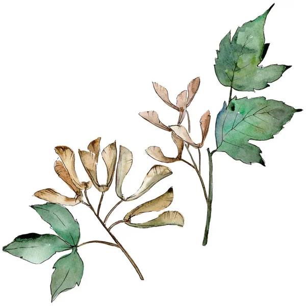 Grüne Ahornblätter Blattpflanze Botanischer Garten Florales Laub Isoliertes Illustrationselement Aquarellblatt — Stockfoto