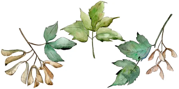 緑のカエデを葉します 葉植物植物園花葉 孤立した図の要素 テクスチャ ラッパー パターン フレームや境界線の Aquarelle — ストック写真