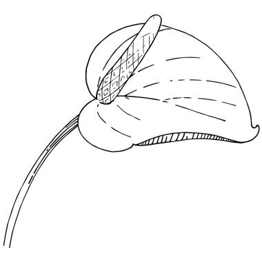 Tropikal çiçek bir vektör tarzı. İzole illüstrasyon öğesi. Arka plan, doku, sarıcı desen, çerçeve veya kenarlık için vektör çiçek.