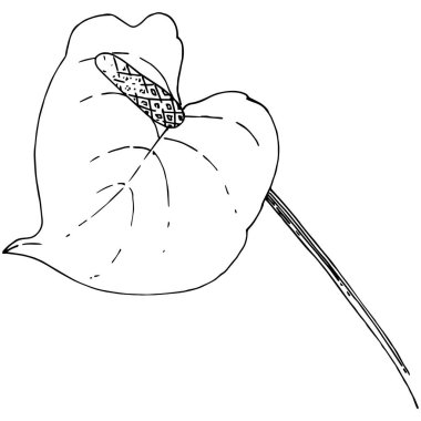 Tropikal çiçek bir vektör tarzı. İzole illüstrasyon öğesi. Arka plan, doku, sarıcı desen, çerçeve veya kenarlık için vektör çiçek.