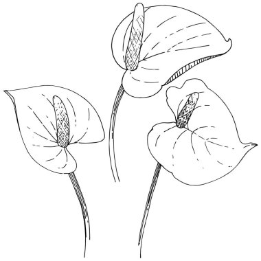 Tropikal çiçek bir vektör tarzı. İzole illüstrasyon öğesi. Arka plan, doku, sarıcı desen, çerçeve veya kenarlık için vektör çiçek.