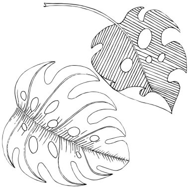 Vektör tropikal izole bir suluboya tarzında yaprak. Arka plan, doku, sarıcı desen, çerçeve veya sınır vektör yaprak.