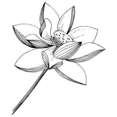 Lotus çiçeği izole bir vektör tarzı. İzole illüstrasyon öğesi. Bitki tam adı: lotus. Arka plan, doku, sarıcı desen, çerçeve veya kenarlık için vektör çiçek.