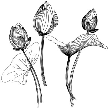 Lotus çiçeği izole bir vektör tarzı. İzole illüstrasyon öğesi. Bitki tam adı: lotus. Arka plan, doku, sarıcı desen, çerçeve veya kenarlık için vektör çiçek.