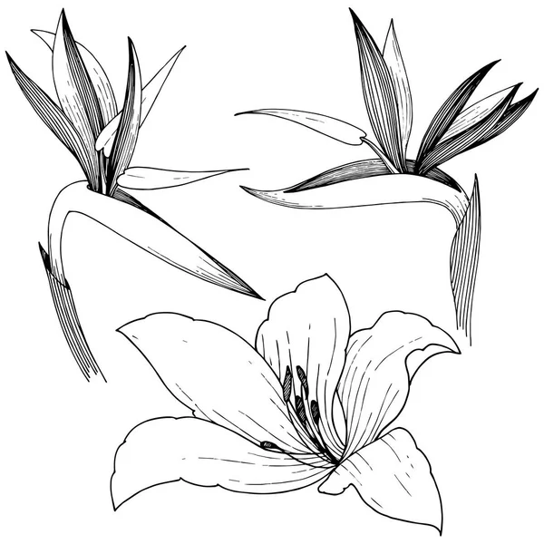 ベクター スタイルの南国の花 孤立した図の要素 テクスチャ ラッパー パターン 枠や図面枠のベクターの花 — ストックベクタ