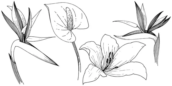 Тропічна Квітка Векторному Стилі Ізольований Елемент Ілюстрації Векторна Квітка Тла — стоковий вектор