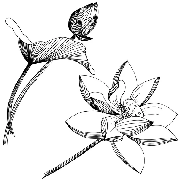 Квітка Лотоса Векторному Стилі Ізольована Ізольований Елемент Ілюстрації Повна Назва — стоковий вектор