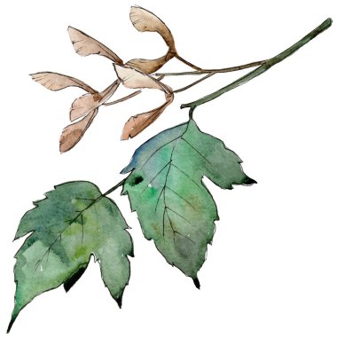 Yeşil akçaağaç yaprakları. Yaprak bitki botanik bahçe çiçek yaprakları. İzole illüstrasyon öğesi. Aquarelle yaprak için arka plan, doku, sarıcı desen, çerçeve veya kenarlık.