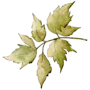 Yeşil akçaağaç yaprakları. Yaprak bitki botanik bahçe çiçek yaprakları. İzole illüstrasyon öğesi. Aquarelle yaprak için arka plan, doku, sarıcı desen, çerçeve veya kenarlık.