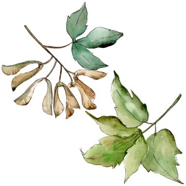 Yeşil akçaağaç yaprakları. Yaprak bitki botanik bahçe çiçek yaprakları. İzole illüstrasyon öğesi. Aquarelle yaprak için arka plan, doku, sarıcı desen, çerçeve veya kenarlık.