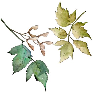 Yeşil akçaağaç yaprakları. Yaprak bitki botanik bahçe çiçek yaprakları. İzole illüstrasyon öğesi. Aquarelle yaprak için arka plan, doku, sarıcı desen, çerçeve veya kenarlık.