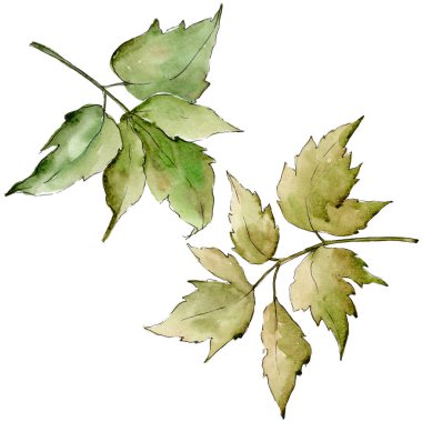 Yeşil akçaağaç yaprakları. Yaprak bitki botanik bahçe çiçek yaprakları. İzole illüstrasyon öğesi. Aquarelle yaprak için arka plan, doku, sarıcı desen, çerçeve veya kenarlık.