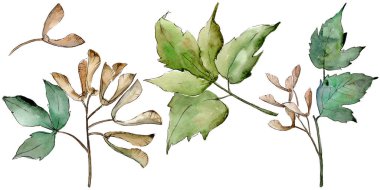 Yeşil akçaağaç yaprakları. Yaprak bitki botanik bahçe çiçek yaprakları. İzole illüstrasyon öğesi. Aquarelle yaprak için arka plan, doku, sarıcı desen, çerçeve veya kenarlık.
