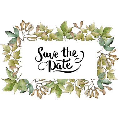 Yeşil akçaağaç yaprakları. Yaprak bitki botanik bahçe çiçek yaprakları. Çerçeve kenarlığı süsleme Meydanı. Aquarelle yaprak için arka plan, doku, sarıcı desen, çerçeve veya kenarlık.