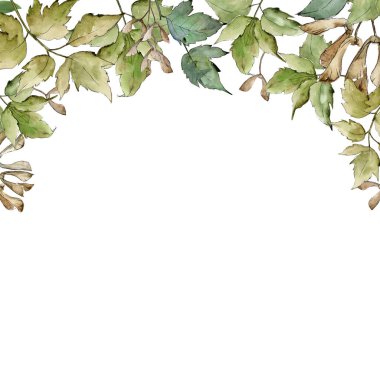 Yeşil akçaağaç yaprakları. Yaprak bitki botanik bahçe çiçek yaprakları. Çerçeve kenarlığı süsleme Meydanı. Aquarelle yaprak için arka plan, doku, sarıcı desen, çerçeve veya kenarlık.