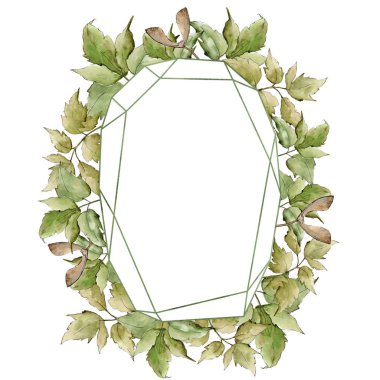 Yeşil akçaağaç yaprakları. Yaprak bitki botanik bahçe çiçek yaprakları. Çerçeve kenarlığı süsleme Meydanı. Aquarelle yaprak için arka plan, doku, sarıcı desen, çerçeve veya kenarlık.