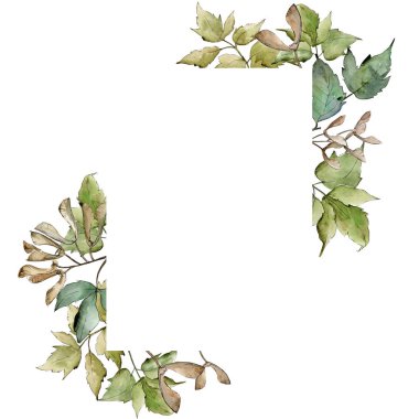 Yeşil akçaağaç yaprakları. Yaprak bitki botanik bahçe çiçek yaprakları. Çerçeve kenarlığı süsleme Meydanı. Aquarelle yaprak için arka plan, doku, sarıcı desen, çerçeve veya kenarlık.