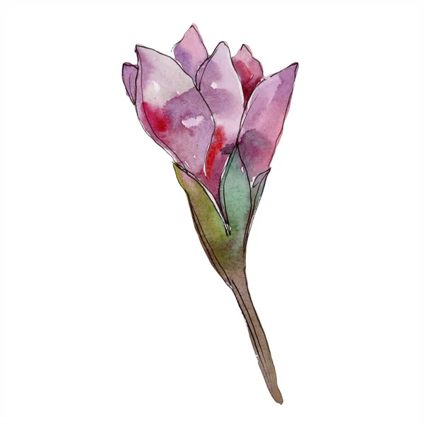 Aquarel Paarse Amaryllis Flower Floral Botanische Bloem Geïsoleerde Illustratie Element — Stockfoto