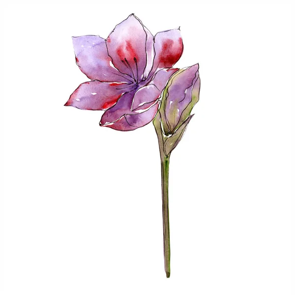 Flor Amaryllis Roxo Aquarela Floral Flor Botânica Isolado Elemento Ilustração — Fotografia de Stock