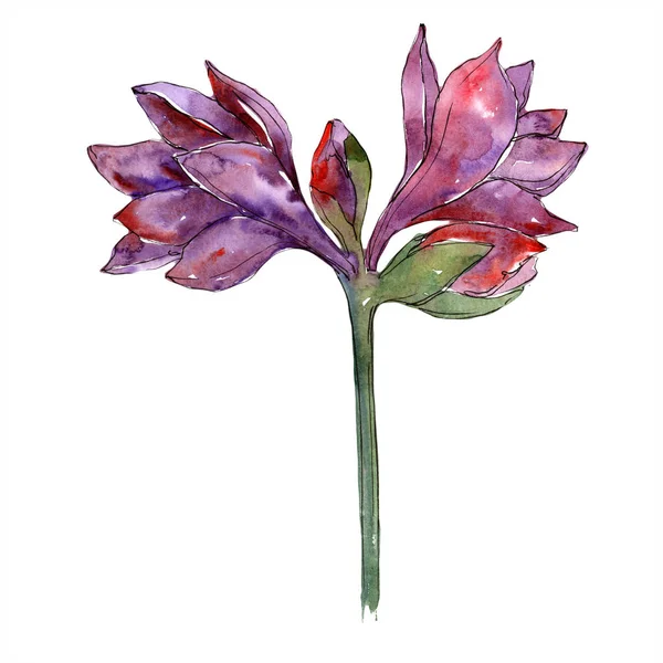 Aquarell Lila Amaryllis Blume Blütenbotanische Blume Isoliertes Illustrationselement Aquarell Wildblume — Stockfoto