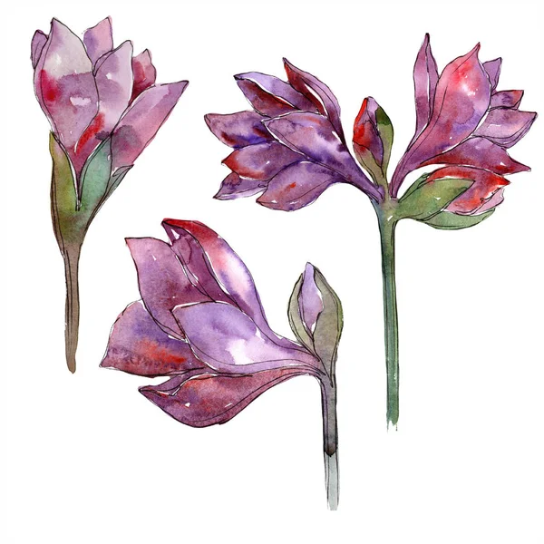 Акварельный Фиолетовый Цветок Амариллис Цветочный Ботанический Цветок Изолированный Элемент Иллюстрации — стоковое фото