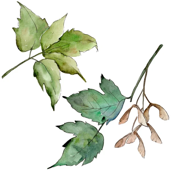 Gröna Lönnlöv Leaf Växt Botaniska Trädgård Blommig Bladverk Isolerade Illustration — Stockfoto