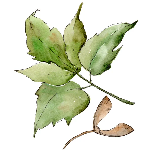 Gröna Lönnlöv Leaf Växt Botaniska Trädgård Blommig Bladverk Isolerade Illustration — Stockfoto