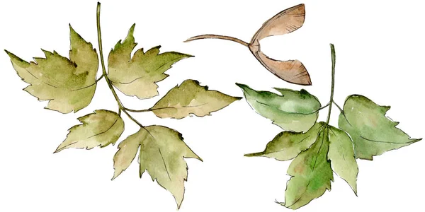 Gröna Lönnlöv Leaf Växt Botaniska Trädgård Blommig Bladverk Isolerade Illustration — Stockfoto