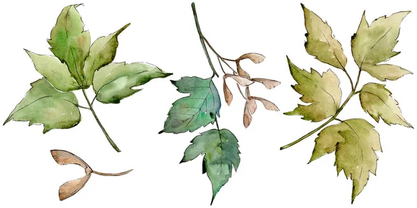 Zelené Javorové Listy Listy Rostlin Botanická Zahrada Květinové Listy Izolované — Stock fotografie
