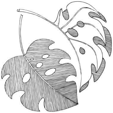 Vektör tropikal izole bir suluboya tarzında yaprak. Arka plan, doku, sarıcı desen, çerçeve veya sınır vektör yaprak.