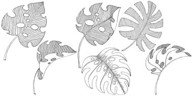 Vektör tropikal izole bir suluboya tarzında yaprak. Arka plan, doku, sarıcı desen, çerçeve veya sınır vektör yaprak.